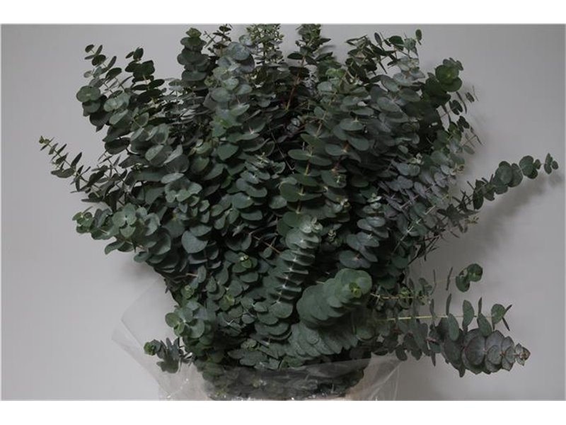 Evkaliptus Pulverana 300gr (p. bunch) c795