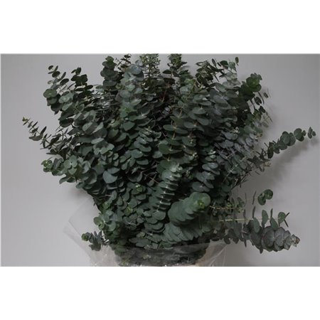 Evkaliptus Pulverana 300gr (p. bunch) c795