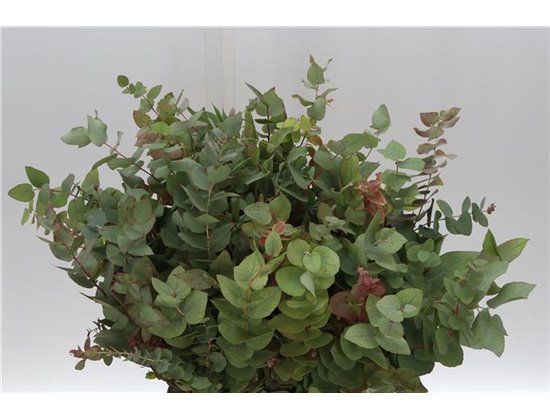 Evkaliptus Stuart Nature 150gr (p. bunch) c796