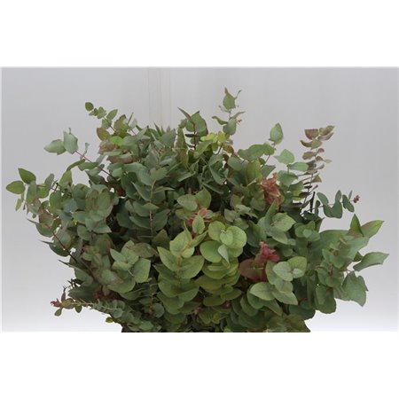 Evkaliptus Stuart Nature 150gr (p. bunch) c796