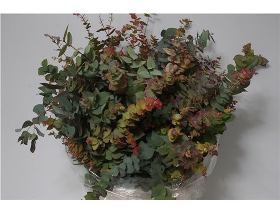 Evkaliptus Stuart Nature 200gr (p. bunch) c797