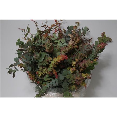 Evkaliptus Stuart Nature 200gr (p. bunch) c797