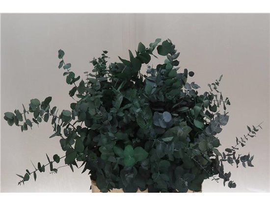 Evkaliptus Stuart Nature 200gr (p. bunch) c798