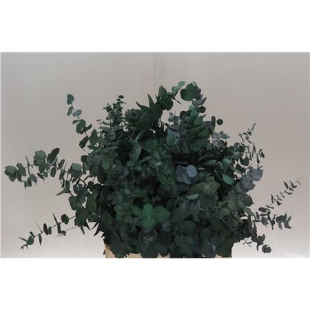 Evkaliptus Stuart Nature 200gr (p. bunch) c798