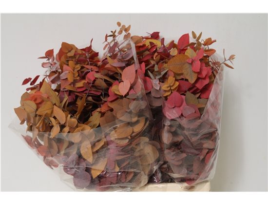 Evkaliptus Stuart Pres Mixed 150gr Short (p. bunch) c800