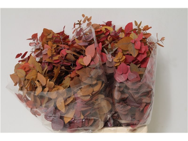 Evkaliptus Stuart Pres Mixed 150gr Short (p. bunch) c800