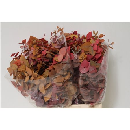 Evkaliptus Stuart Pres Mixed 150gr Short (p. bunch) c800