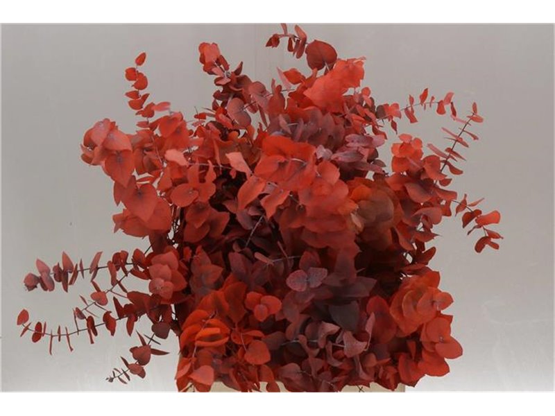 Evkaliptus Stuart Pres Orange 200gr (p. bunch) c801