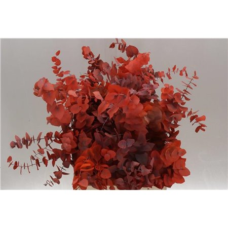 Evkaliptus Stuart Pres Orange 200gr (p. bunch) c801