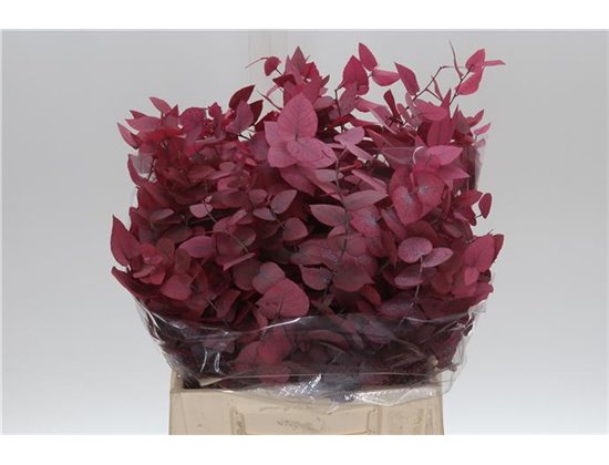 Evkaliptus Stuart Pres Pink Lady 150gr Short (p. bunch) c802