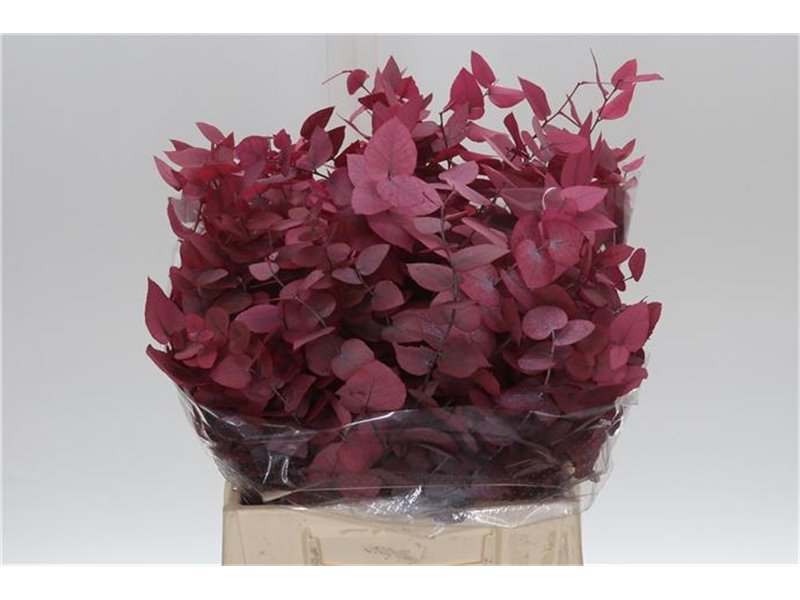 Evkaliptus Stuart Pres Pink Lady 150gr Short (p. bunch) c802