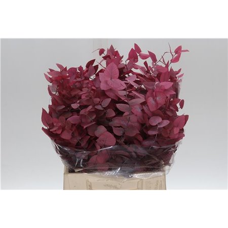 Evkaliptus Stuart Pres Pink Lady 150gr Short (p. bunch) c802