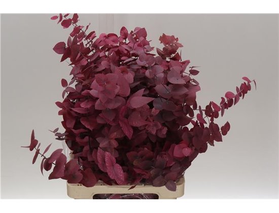 Evkaliptus Stuart Pres Pink Lady 200gr (p. bunch) c803