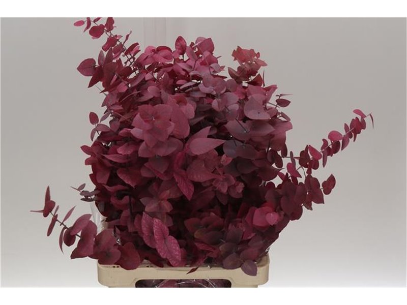 Evkaliptus Stuart Pres Pink Lady 200gr (p. bunch) c803