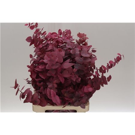 Evkaliptus Stuart Pres Pink Lady 200gr (p. bunch) c803