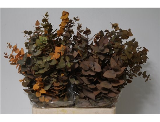 Evkaliptus Stuart Pres Yellow 200gr (p. bunch) c805