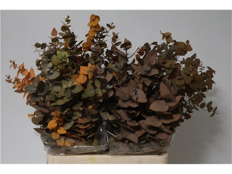 Evkaliptus Stuart Pres Yellow 200gr (p. bunch) c805