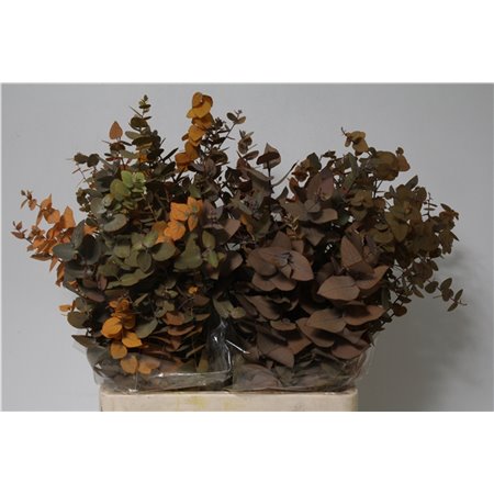 Evkaliptus Stuart Pres Yellow 200gr (p. bunch) c805