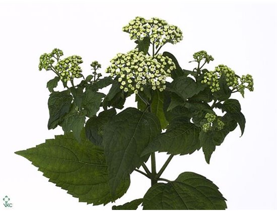 Evkaliptus Stuart Pres Yellow 200gr (p. bunch) c806