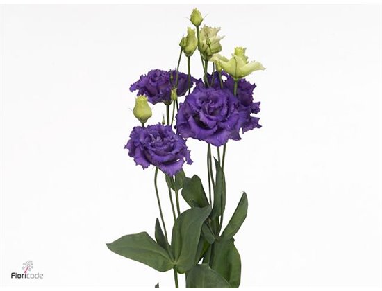 Eustoma Double Alissa Blue c810