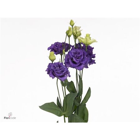 Eustoma Double Alissa Blue c810