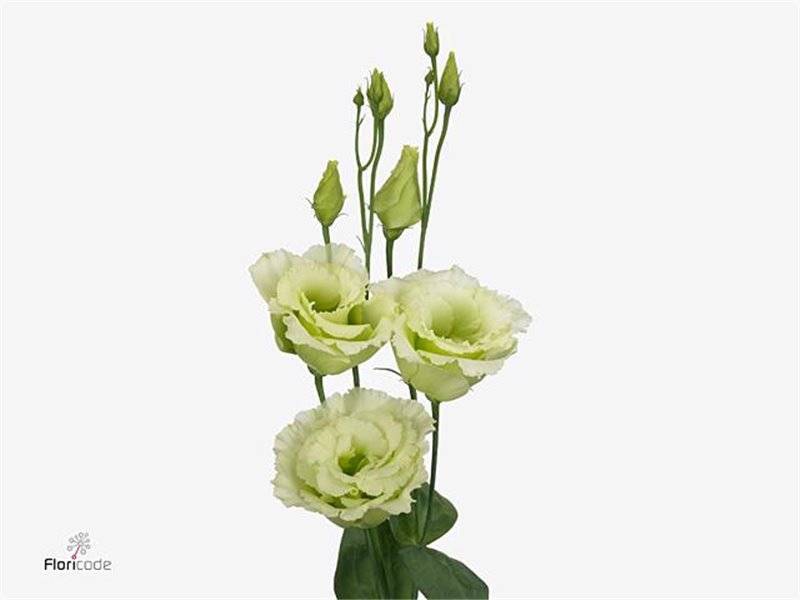 Eustoma Double Alissa Champagne c812