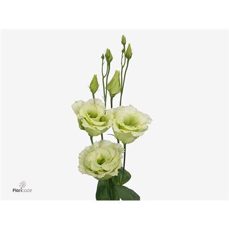 Eustoma Double Alissa Champagne c812