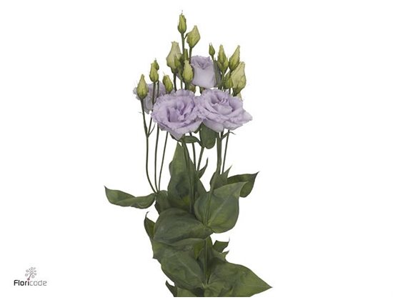 Eustoma Double Alissa Lavender c814