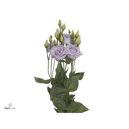 Eustoma Double Alissa Lavender c814
