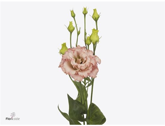 Eustoma Double Alissa Light Apricot c815