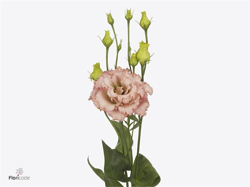 Eustoma Double Alissa Light Apricot c815