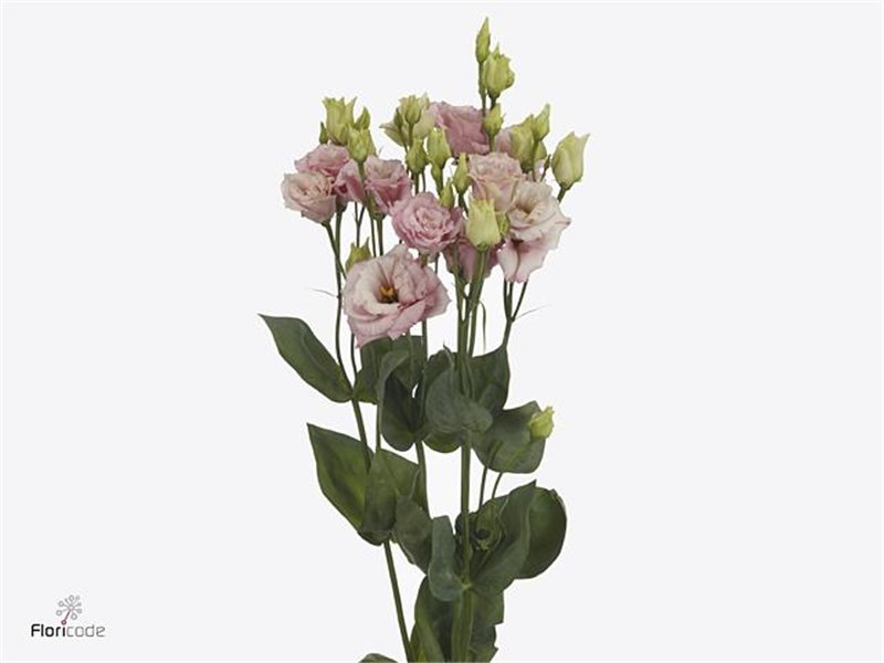 Eustoma Double Alissa Light Apricot c816