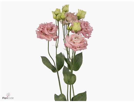 Eustoma Double Alissa Pink c818