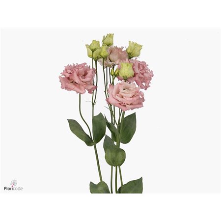 Eustoma Double Alissa Pink c818