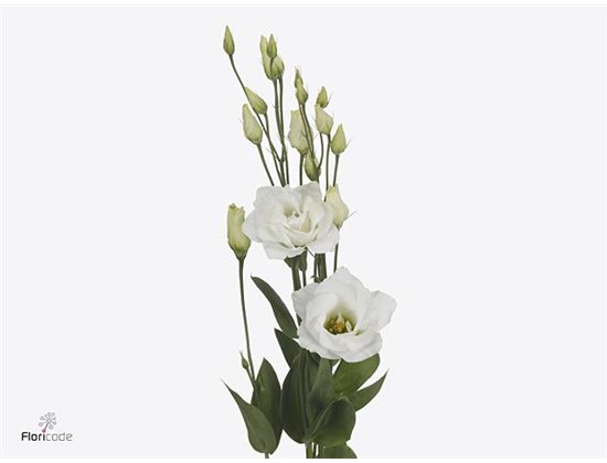 Eustoma Double Arena Giant White c819