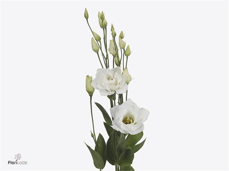 Eustoma Double Arena Giant White c819