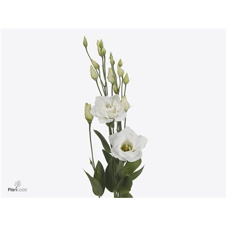 Eustoma Double Arena Giant White c819