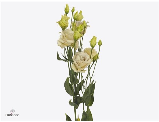 Eustoma Double Blue Chateau c820