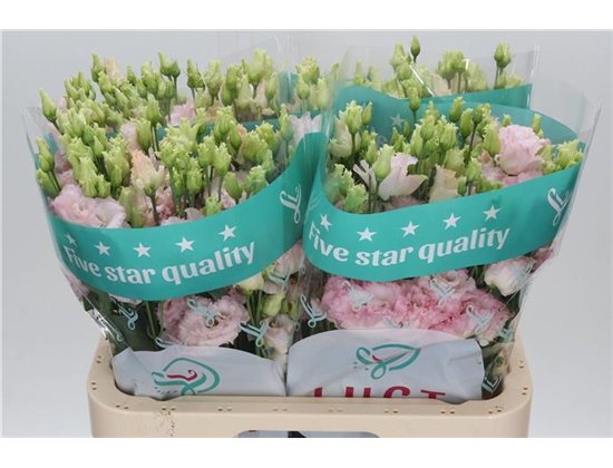 Eustoma Double Chac Wedding Pink c821