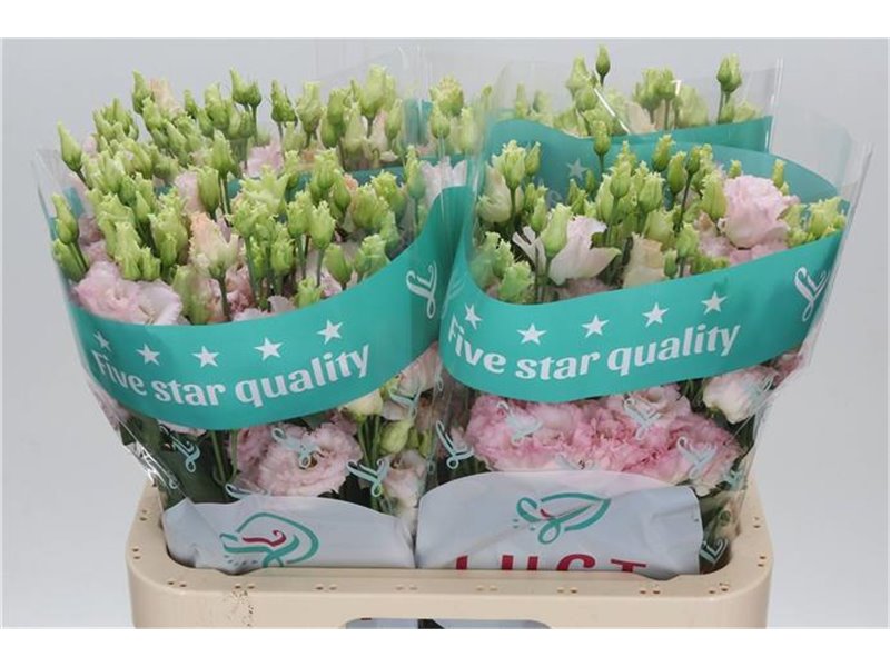 Eustoma Double Chac Wedding Pink c821