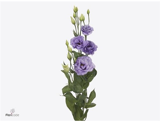 Eustoma Double Corelli Lavender c822