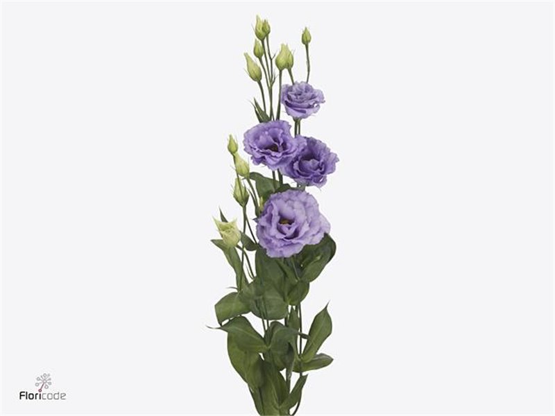 Eustoma Double Corelli Lavender c822