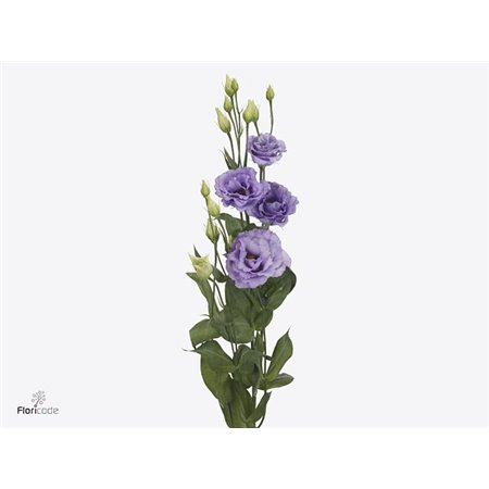 Eustoma Double Corelli Lavender c822