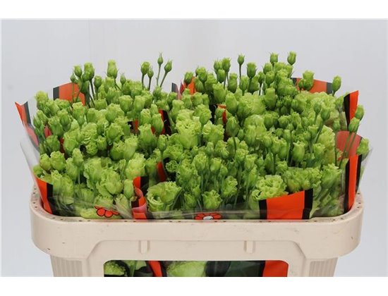 Eustoma Double Rosan Bright Green c826