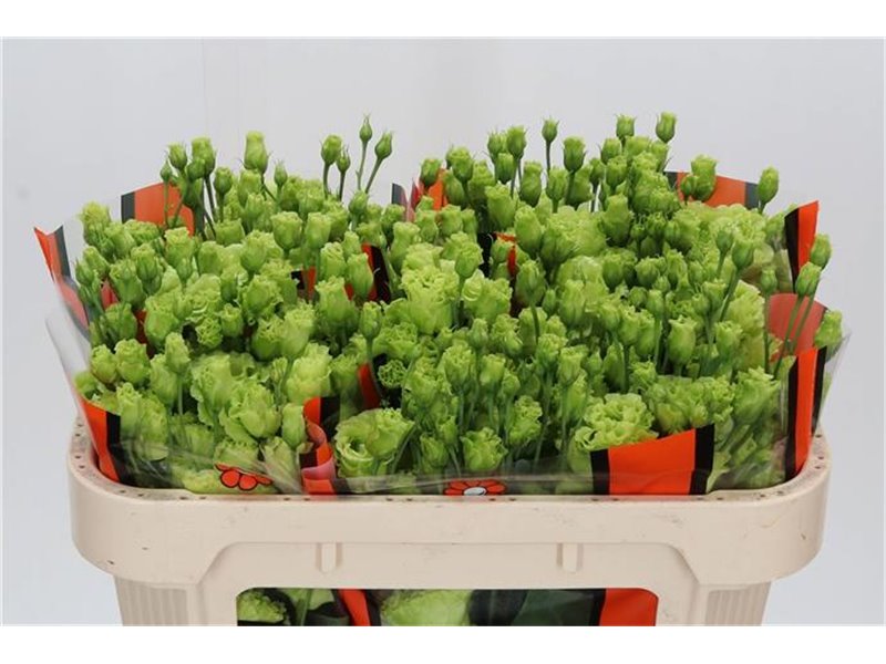 Eustoma Double Rosan Bright Green c826