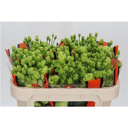 Eustoma Double Rosan Bright Green c826