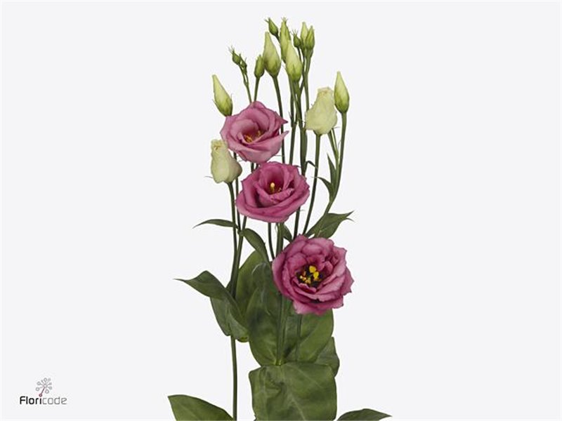 Eustoma Double Rosi Rose Pink c833