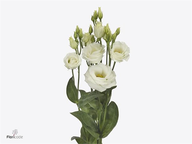Eustoma Double Rosi White c838