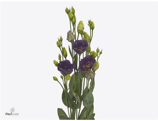 Eustoma Single Bohemian Black Violet c842