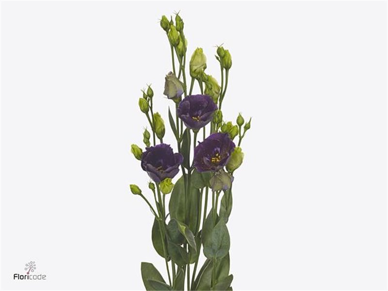 Eustoma Single Bohemian Black Violet c842